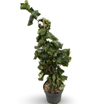 Corylus avellana 'Contorta'