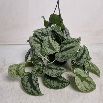 Scindapsus pictus 'Trebie'