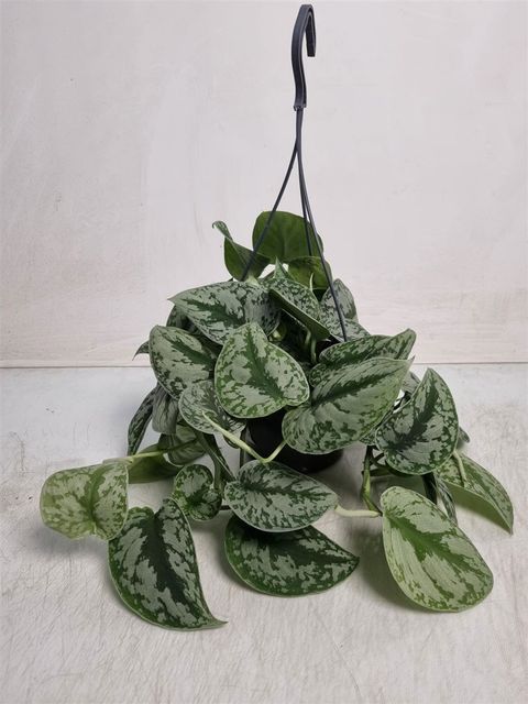 Scindapsus pictus 'Trebie'