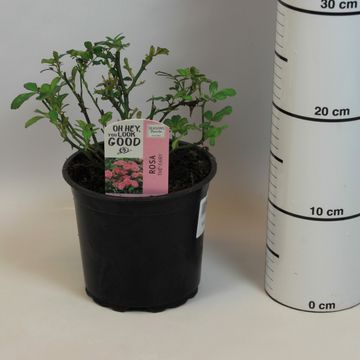 Rosa 'The Fairy'