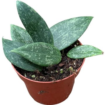 Hoya wibergiae