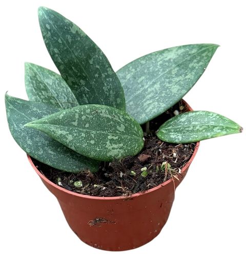 Hoya wibergiae