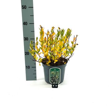 Salix hastata 'Wehrhahnii'