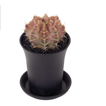 Gymnocalycium mihanovichii 'Purple Nebula'