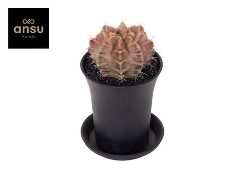 Gymnocalycium mihanovichii 'Purple Nebula'