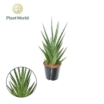 Sansevieria 'Dancing Queen'