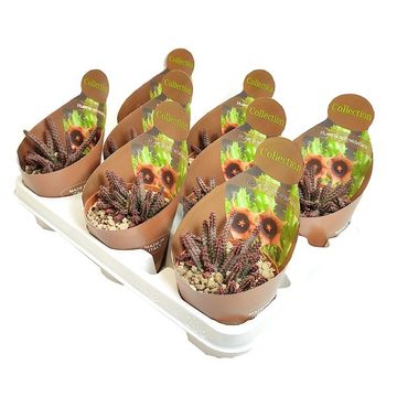 Huernia schneideriana