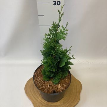 Thuja occidentalis 'Degroot's Spire'