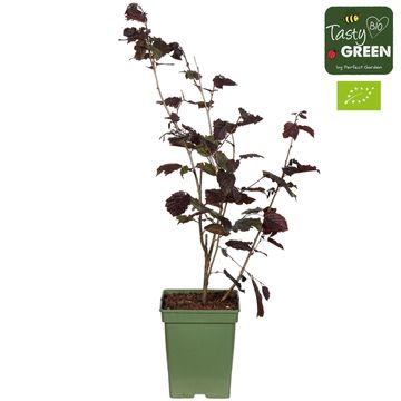 Corylus 'Rode Zellernoot'