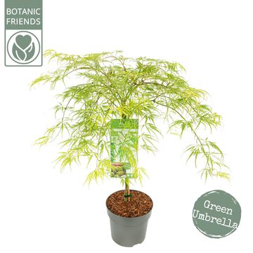 Acer palmatum 'Dissectum'