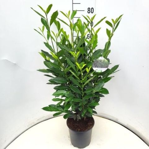 Prunus laurocerasus ELLY
