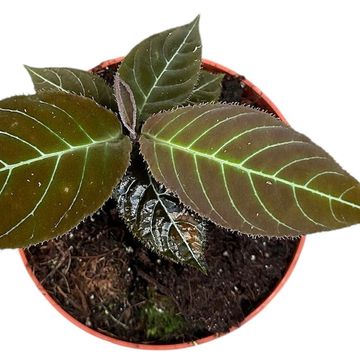 Ardisia gigantifolia