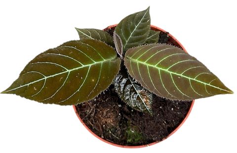 Ardisia gigantifolia