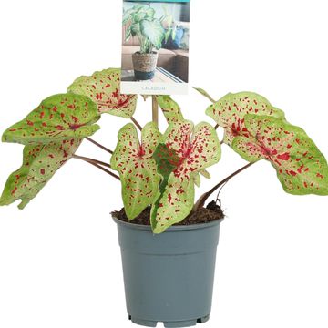 Caladium 'Miss Muffet'