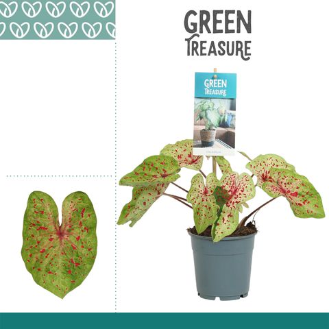 Caladium 'Miss Muffet' — Plant Wholesale FlorAccess