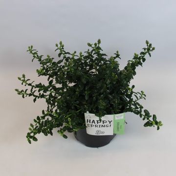 Ceanothus thyrsiflorus repens