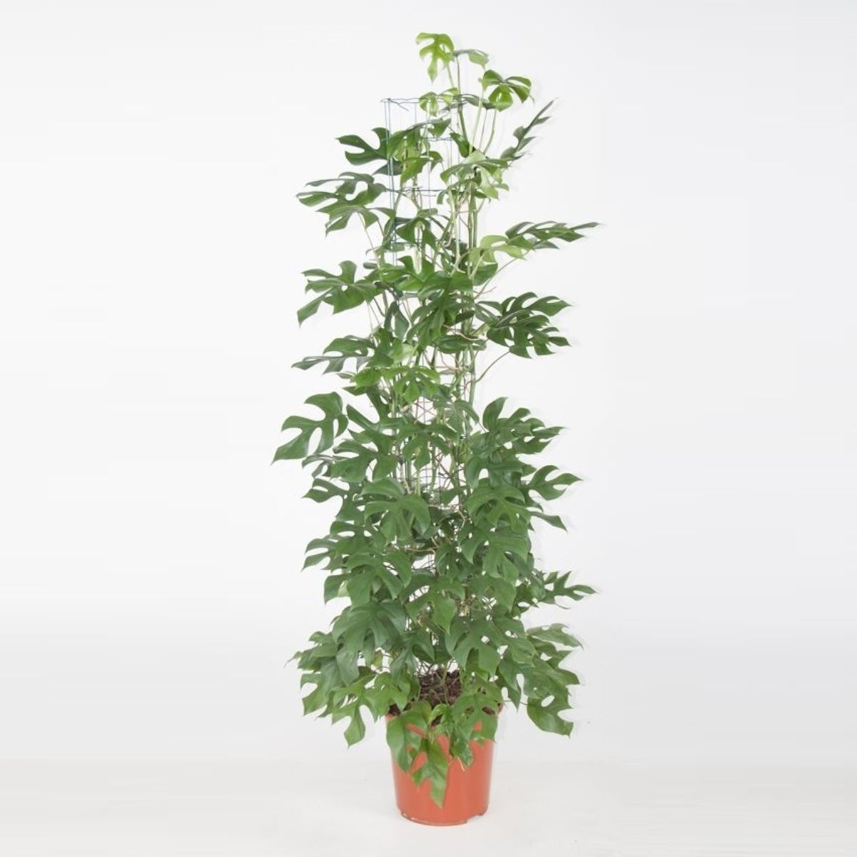 11cm Pentola 30cm + ALBERO amico Philodendron GREEN PRINCESS stanza pianta