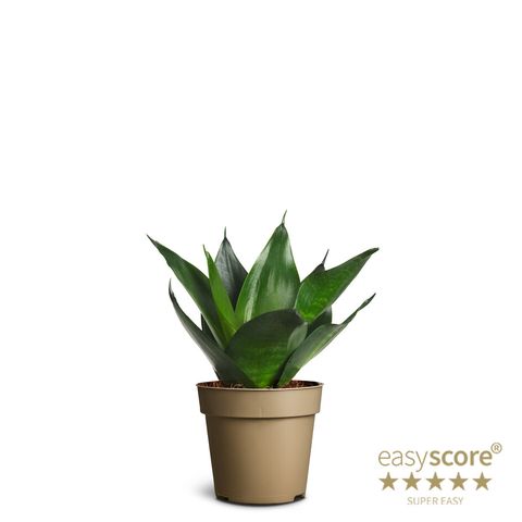 Sansevieria trifasciata 'Black Jade'