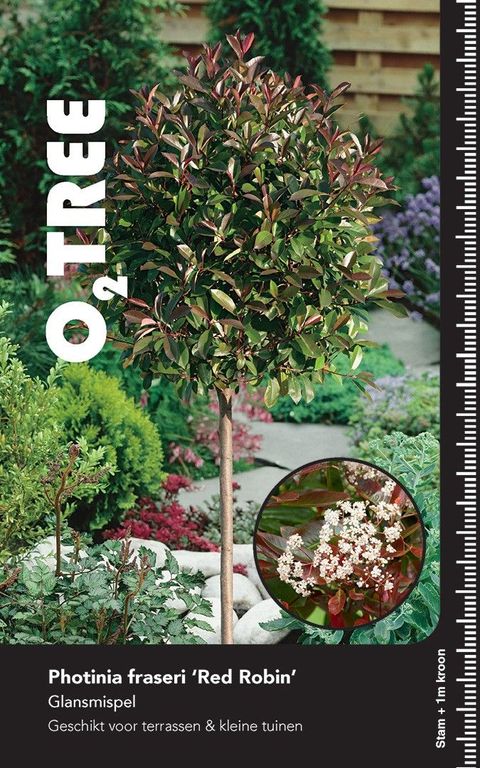 Photinia x fraseri 'Red Robin'