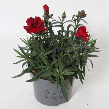 Dianthus COLORES SANGRE