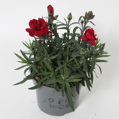 Dianthus COLORES SANGRE