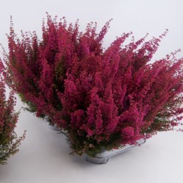 Erica gracilis 'Glasers Rote'