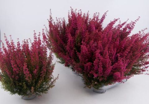 Erica gracilis 'Glasers Rote'