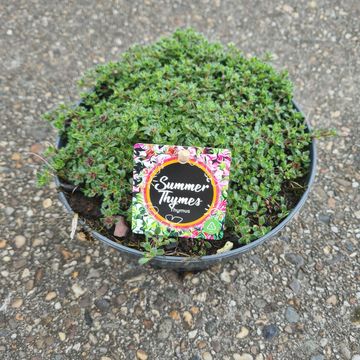 Thymus praecox 'Purple Beauty'