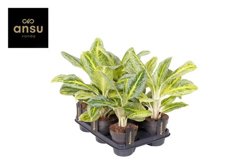 Aglaonema 'Bitter Lemon'