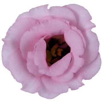 Eustoma grandiflorum 'Julietta Pink'