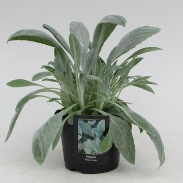 Senecio niveoaureus DONKEY'S EARS