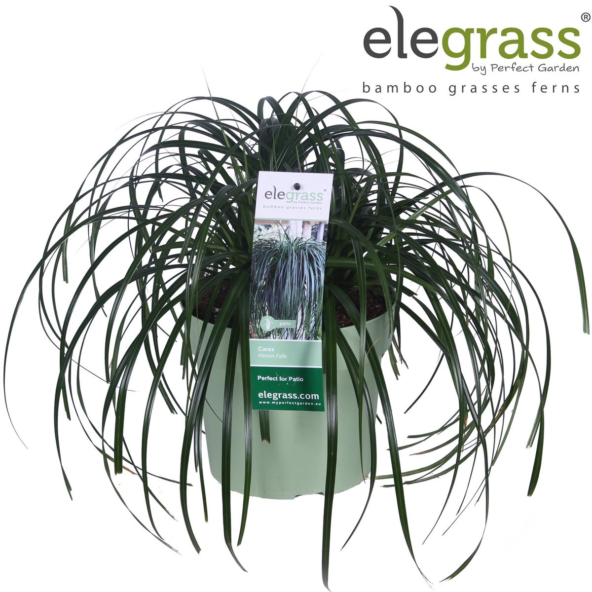 Carex RIBBON FALLS — Plant Wholesale FlorAccess