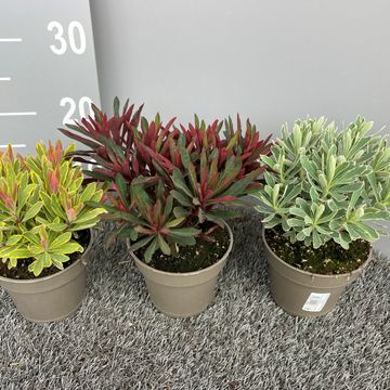 Euphorbia amygdaloides MIX