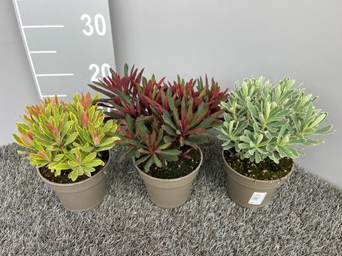 Euphorbia amygdaloides MIX