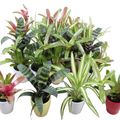 Bromelia MIX