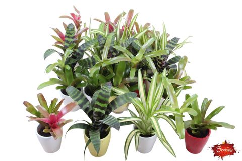 Bromelia MIX