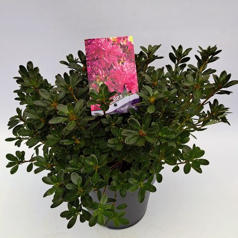 Rhododendron 'Purpertraum'