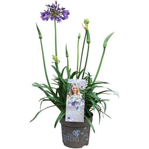 Agapanthus MIX IN POT