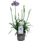 Agapanthus MIX IN POT