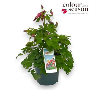 Aquilegia 'Spring Magic Rose and White'