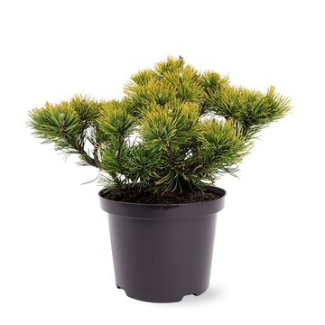 Pinus mugo 'Carsten'