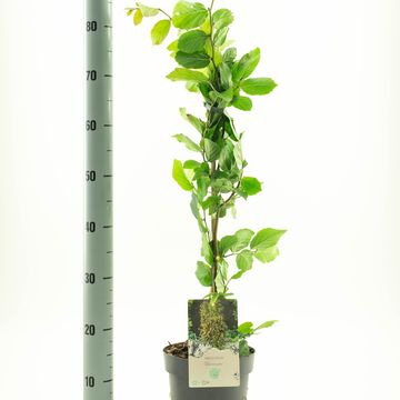 Parrotia persica 'Vanessa'