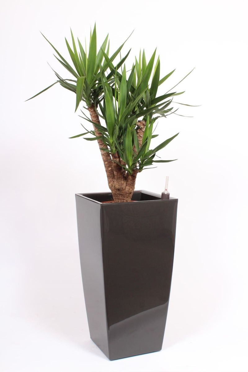 こたつ Yucca Yucca elephantipes — Plant Wholesale FlorAccess