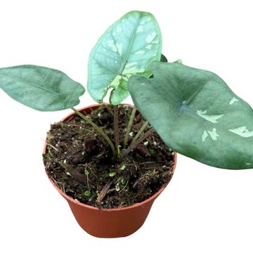 Alocasia boyceana 'Shattered Glass'
