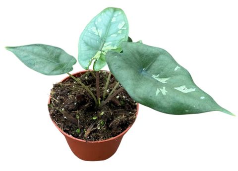Alocasia boyceana 'Shattered Glass'