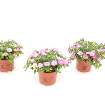 Calibrachoa FANCY FRANCY