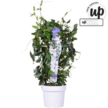 Passiflora caerulea 'Duuk'