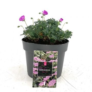 Geranium sanguineum 'Max Frei'