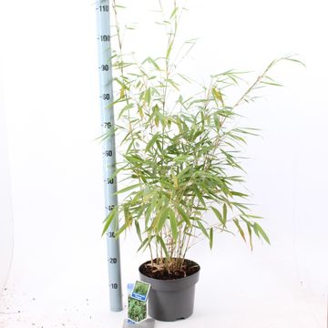 Fargesia robusta 'Pingwu'