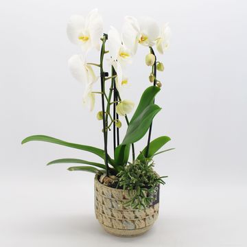 Arrangement Phalaenopsis